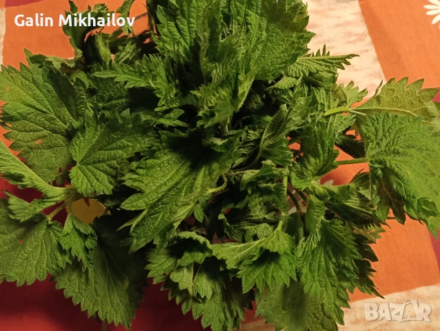 цвят Бъз, лозови листа , череши, бял равнец, снимка 9 - Домашни продукти - 54757299