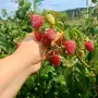 Продавам Розов домат, снимка 8