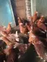 Кокошки носачки иса Браун червени, снимка 2
