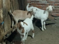 Продавам 3 женски ярета, снимка 3