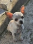 Продавам мъжко чихухуа, снимка 1