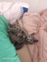  котенца британска късокосместа, снимка 1