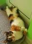Трицветно коте, снимка 3