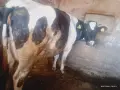 Холщайн фризийско говедо, крава пред отелване , снимка 2
