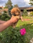 Пекинез, снимка 3