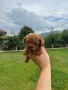 Пудел Той/Poodle toy, снимка 4
