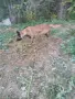 Malinova Belgiska Ovcarka, снимка 9