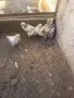 Колумбийска брама 6бр. Пилета, снимка 1