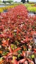 Фотиния Ред Робин, Photinia fr. Red Robin, снимка 7