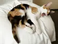 Подарявам малко котенце, снимка 1