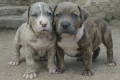 ТОП !!! Американско Були Хл American BULLY Xl ABKC, снимка 4