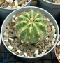 Кактус Oroya Peruviana var minima , снимка 9