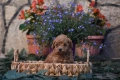Той пудел Toy poodle, снимка 4