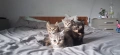 Британски Котки, снимка 3