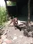 Куче за трюфели , снимка 5