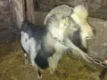 Мини мъжко на 3 години, снимка 3