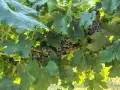 Продавам висококачествено винено грозде – сорт МЕРЛО, снимка 4