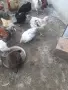 Красиви млади петлета, снимка 6