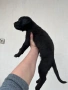 Кане корсо, снимка 13