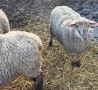 23 броя овце от месодайни породи , снимка 9