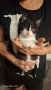Подарявам коте, снимка 1