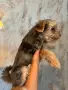 Йорки промоция мъжки, снимка 5