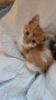 Мъжко котенце на 1 месец си търси любящо семейство, снимка 2