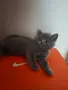 Британски Късокосмести котета, снимка 3