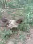 Мини кокошки декорация, снимка 2