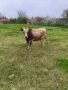 Продавам крава БРГ , снимка 5