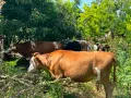 Продавам крави и телета с. Брест област Плевен, снимка 5