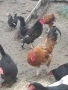 продавам петел, снимка 2