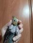 Бебе папагал корела корели, снимка 5