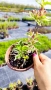 Вейгела флорида Вариегата, Weigela florida Variegata , снимка 7