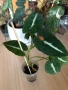 Syngonium Wendlandii , снимка 1