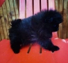 Продава се мини Померан, снимка 2