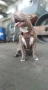 Американски питбул териер ,,Ред ноус''(American pitbull terrier Red nose), снимка 8