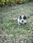 *кученца спешно*, снимка 2