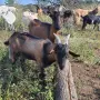 Продавам мъжко яре френски алпин на 4 месеца, снимка 1