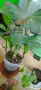 Филодендрон (Philodendron) / Сингониум (Syngonium), снимка 17