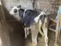 Жинско теле на пет месеца, снимка 2