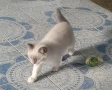 Котета Британска късокосместа , снимка 2