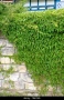 Дива лоза (Parthenocissus quinquefolia), снимка 3