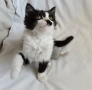 Подарявам малко котенце на 3 месеца, снимка 3