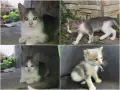 Очарователни и социализирани котета търсят любящи домове!, снимка 3