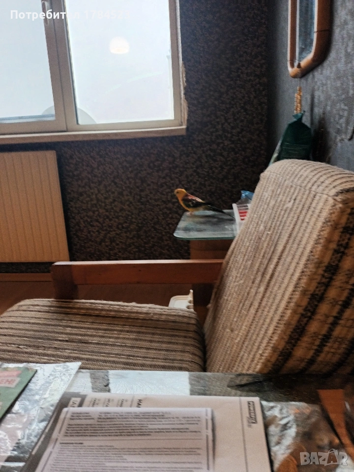 поен папагал 25г.и клетка , снимка 1