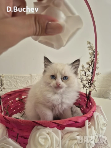 Ragdoll Cats / Регдол Котенца , снимка 15 - Други - 54549671