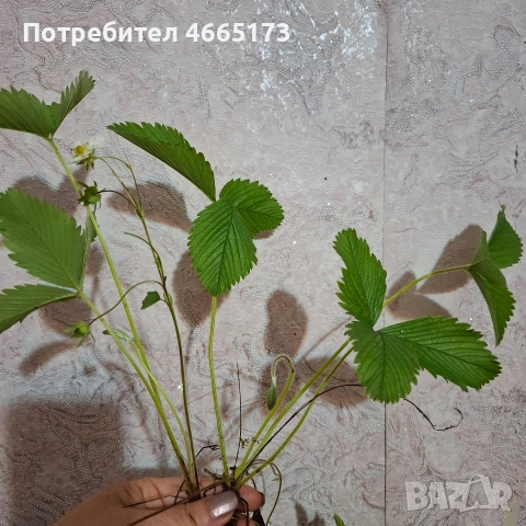 Разсад горска ягода, снимка 7 - Градински цветя и растения - 54568175