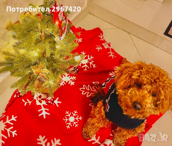 Пудел мини, снимка 2 - Пудели - 54222219