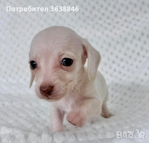 Дакел, снимка 2 - Дакели - 54401956